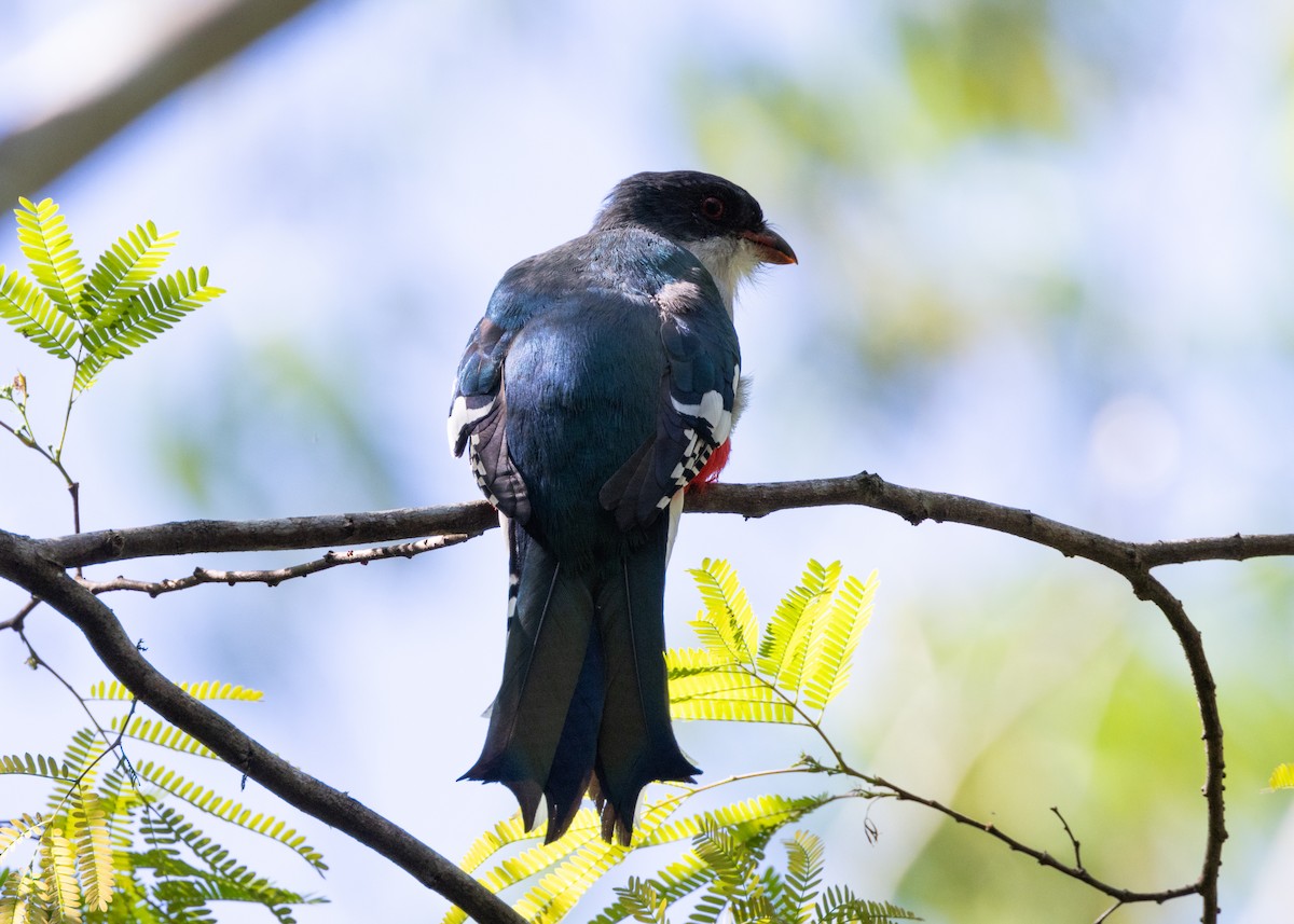 Cuban Trogon - Silvia Faustino Linhares