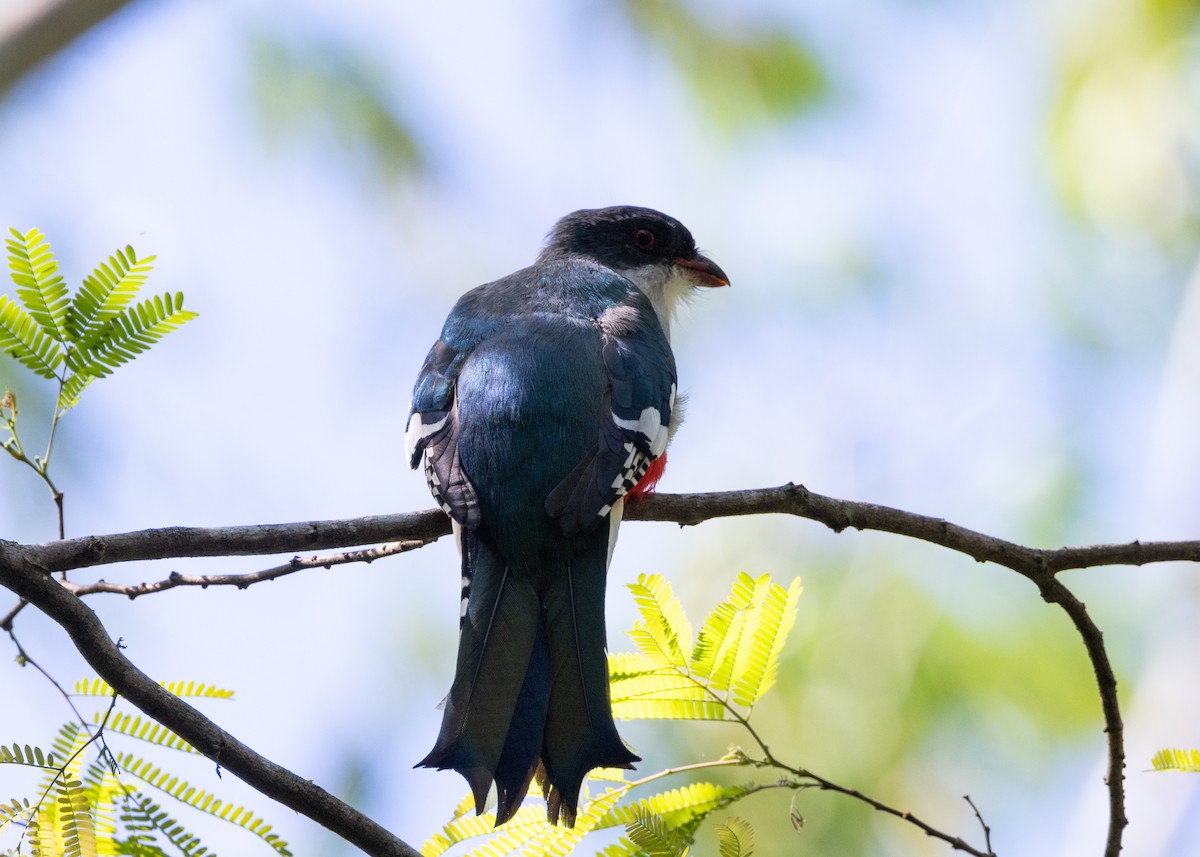 Cuban Trogon - Silvia Faustino Linhares