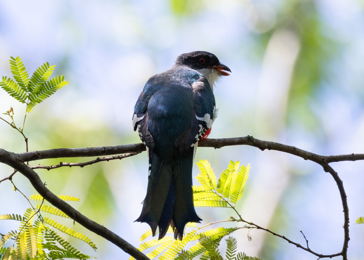 Trogon de Cuba - ML618520990