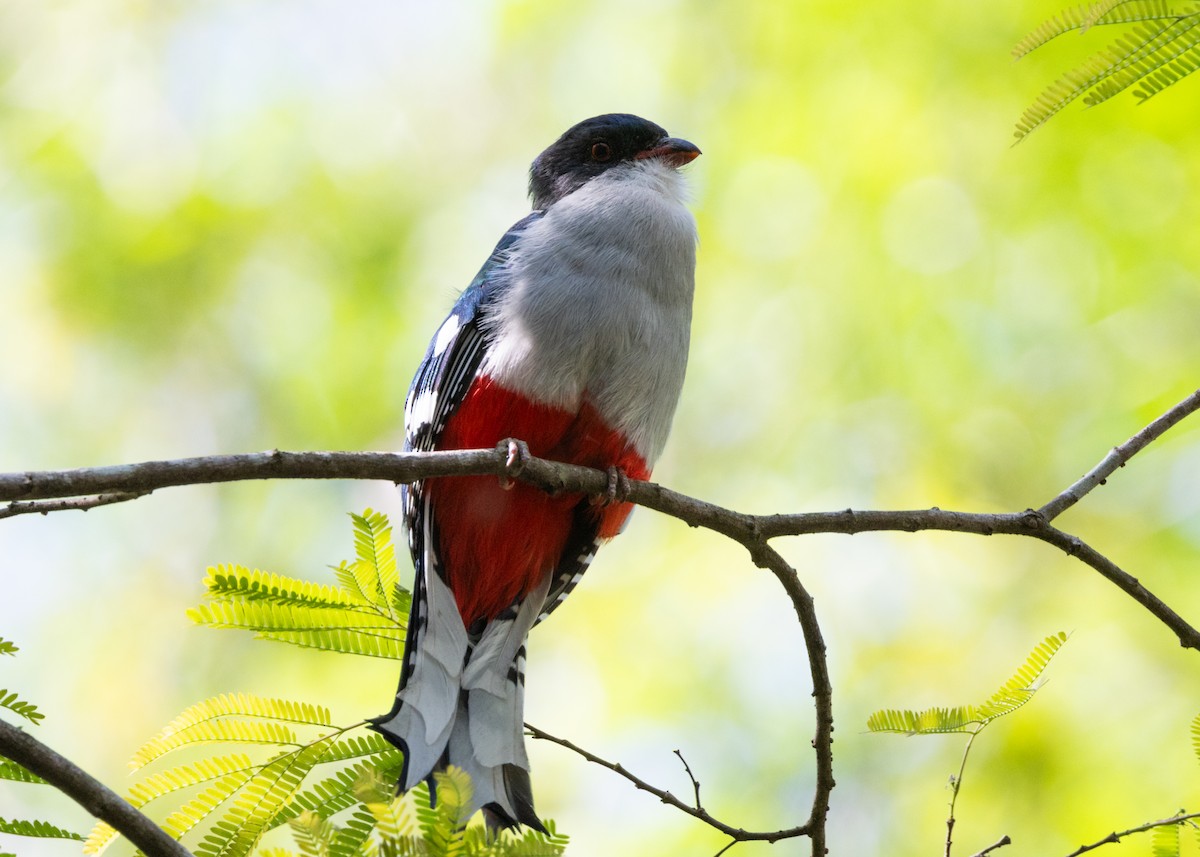 Cuban Trogon - Silvia Faustino Linhares