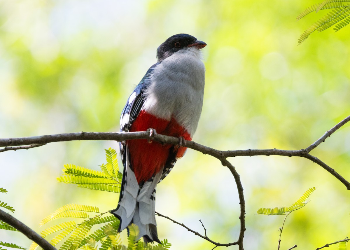 trogon kubánský - ML618520992