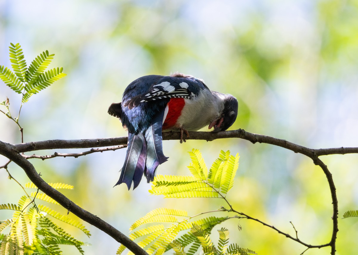 Cuban Trogon - ML618520997