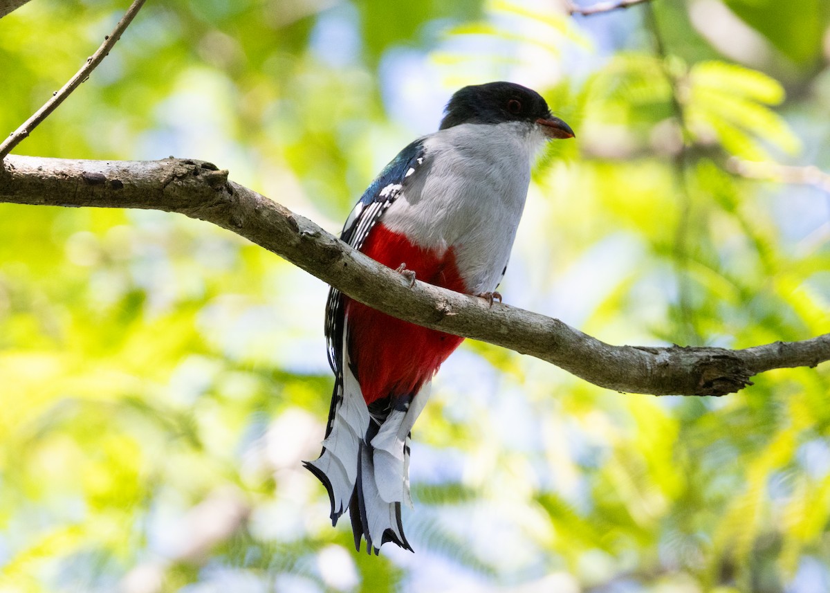 trogon kubánský - ML618521000