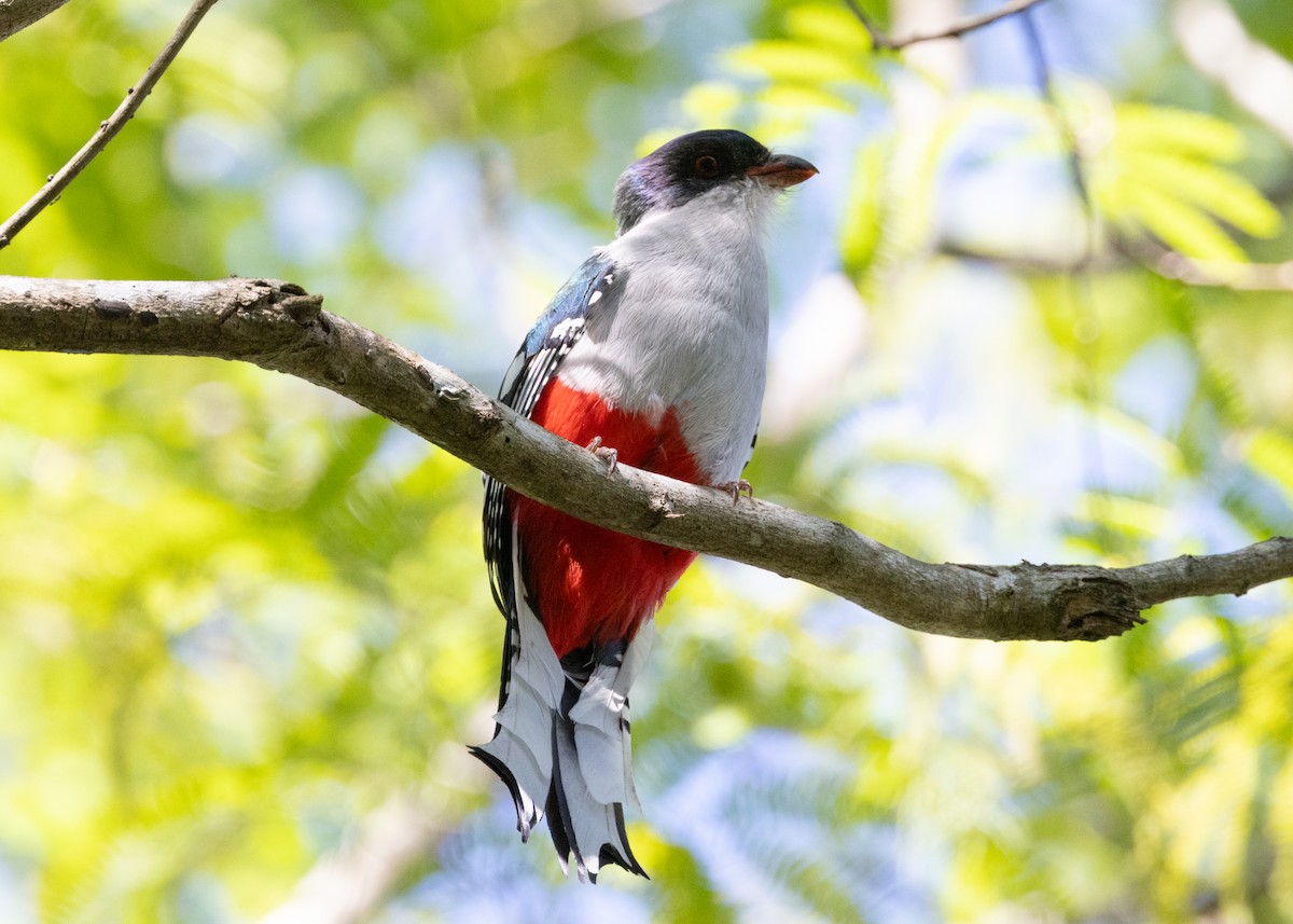 trogon kubánský - ML618521001