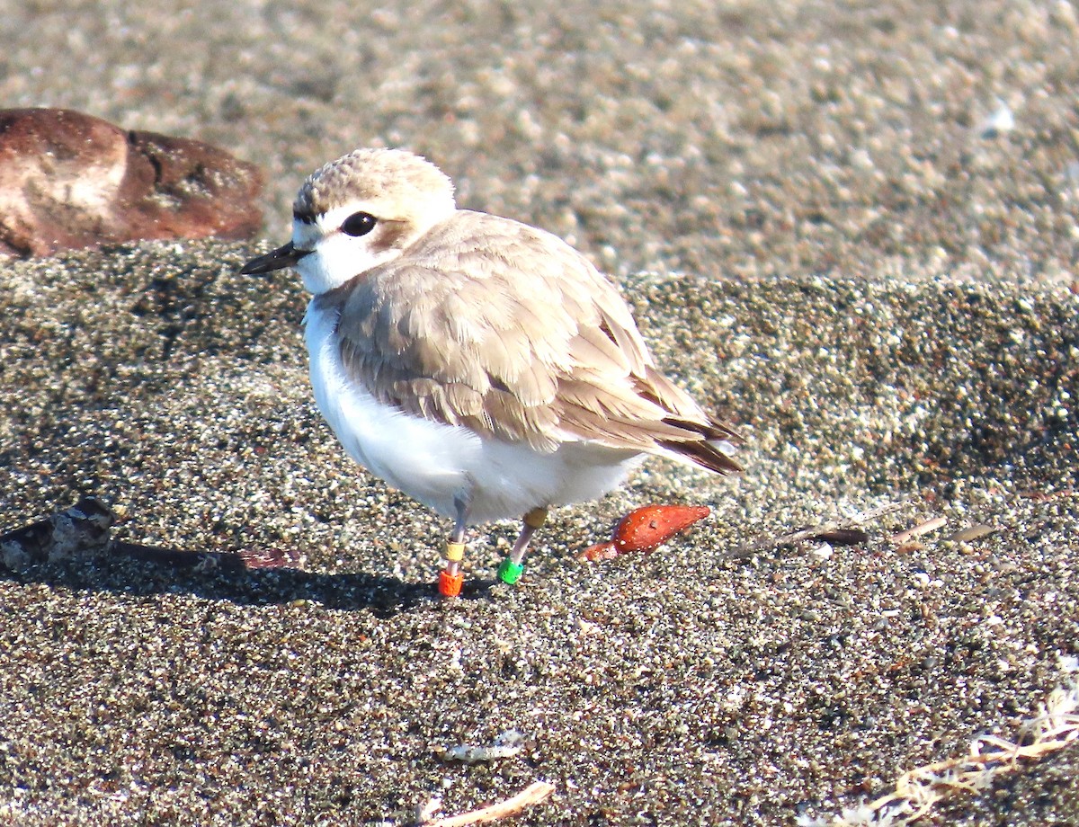 Snowy Plover - Maggie Smith