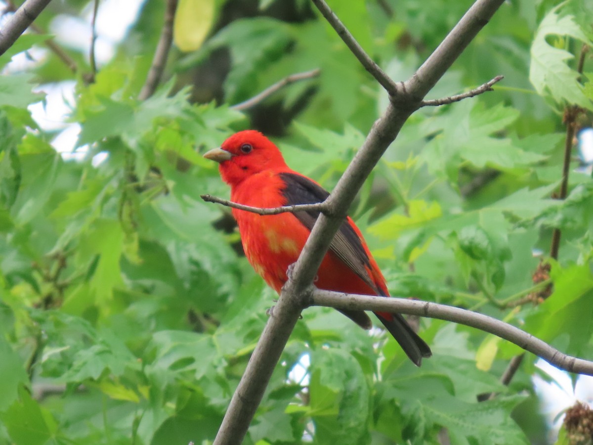 Scarlet Tanager - ML618521008