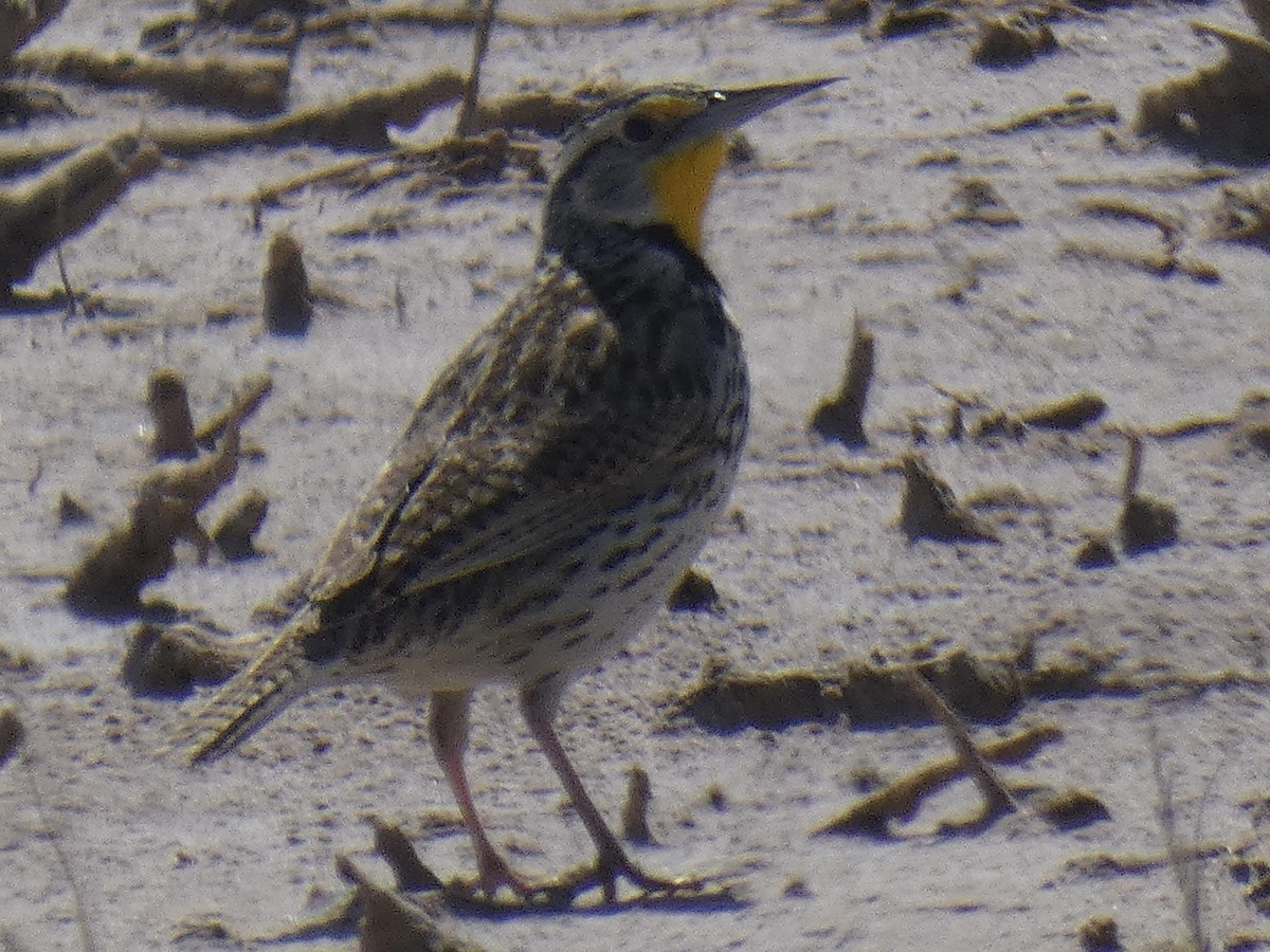 Western Meadowlark - ML618521009