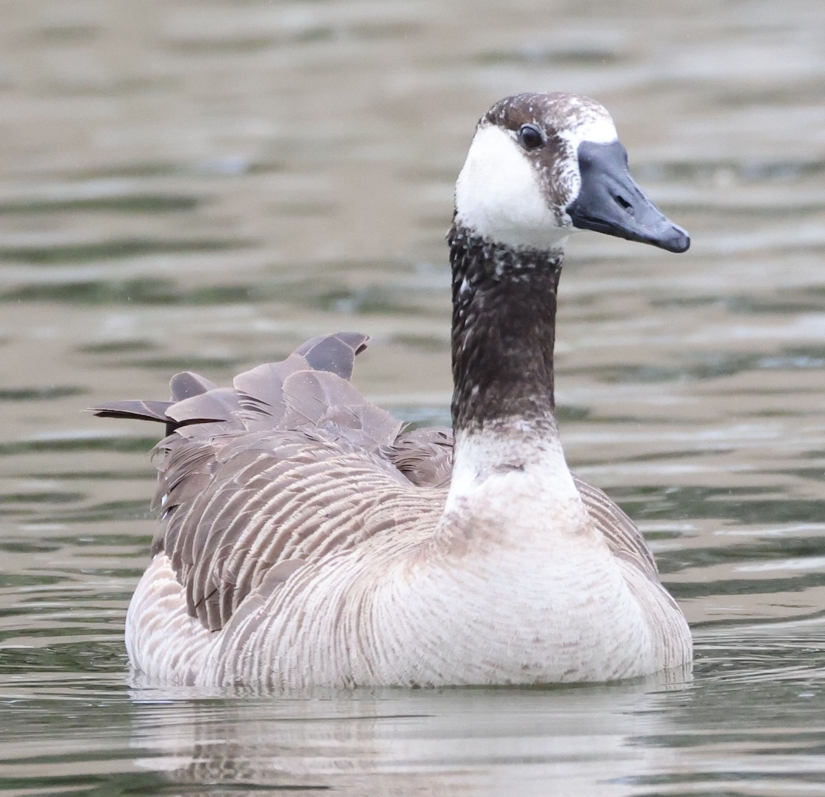 Domestic goose sp. (Domestic type) - ML618521010