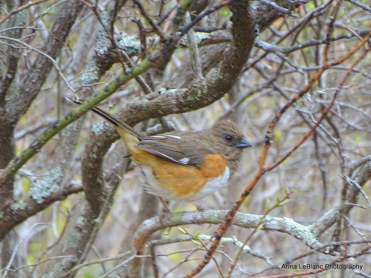 Eastern Towhee - ML618521011