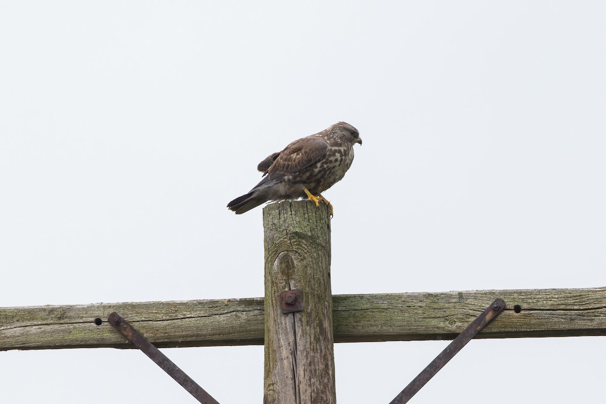 Swainson's Hawk - ML618521019