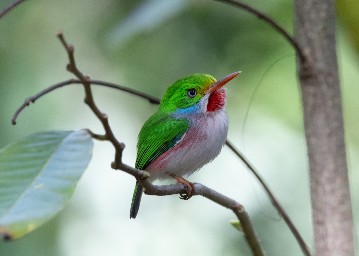 Cuban Tody - ML618521022