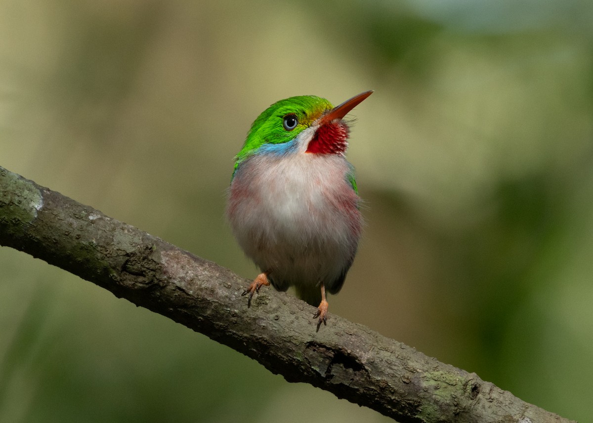 Cuban Tody - ML618521024