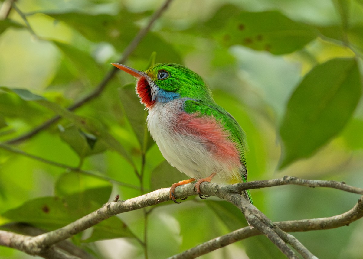 Cuban Tody - Silvia Faustino Linhares