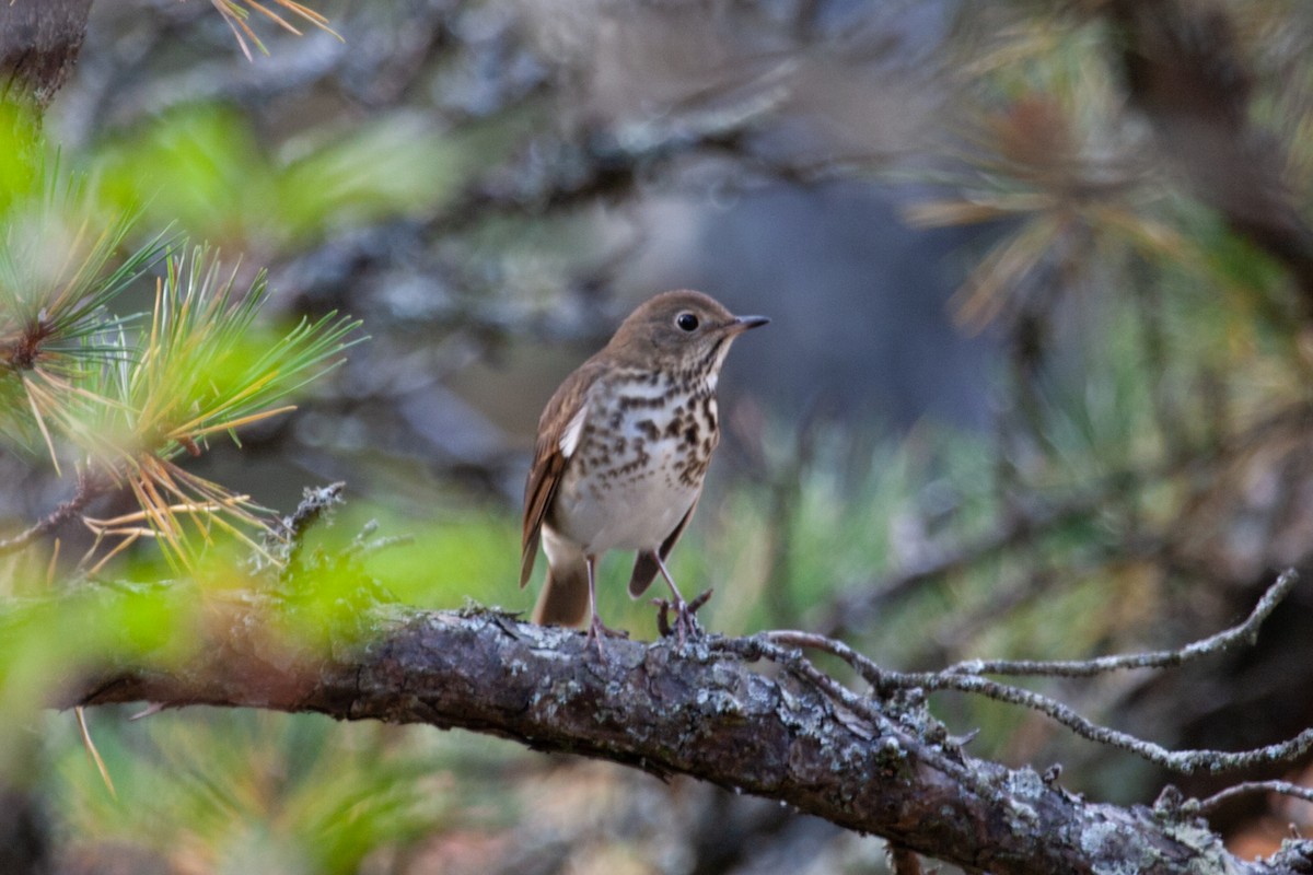 Hermit Thrush - ML618521036