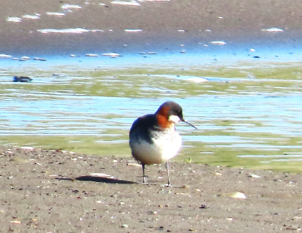 Red-necked Phalarope - ML618521042