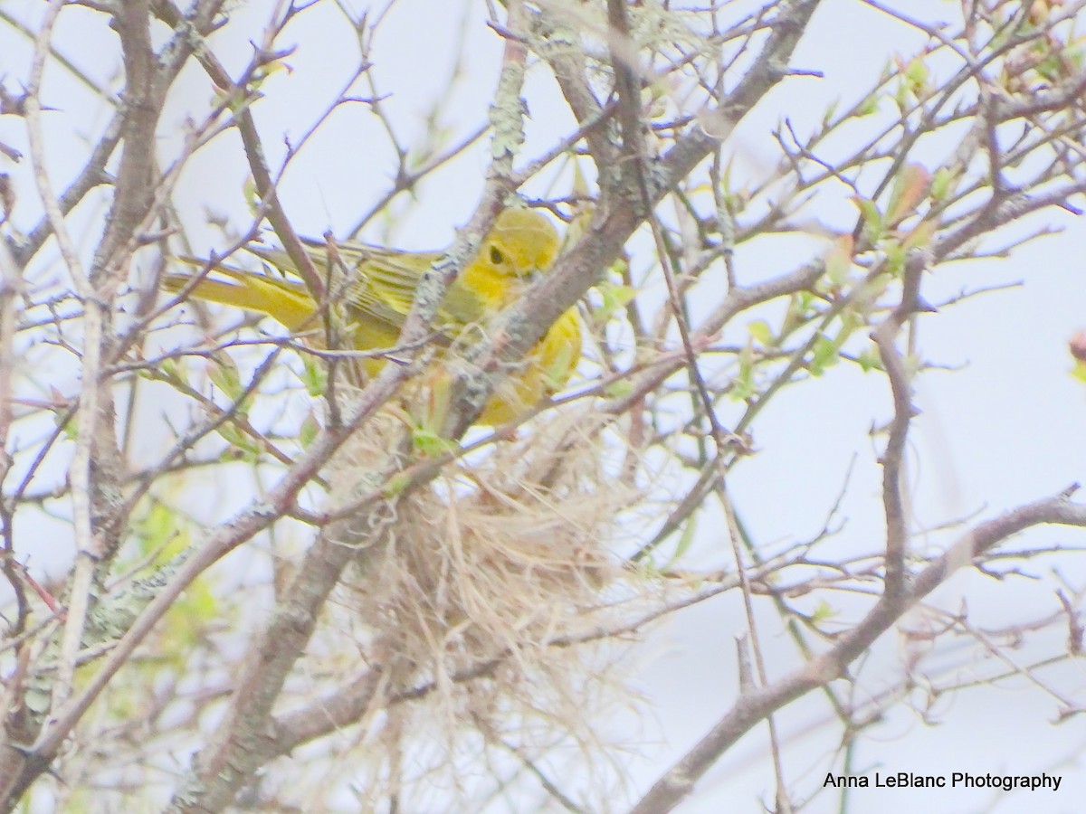 Yellow Warbler (Northern) - ML618521058
