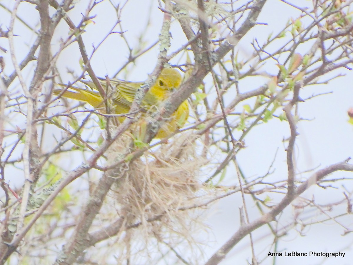 Yellow Warbler - Anna LeBlanc