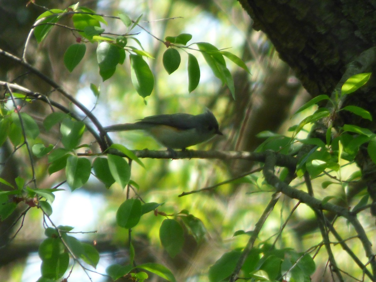 Tufted Titmouse - ML618521074