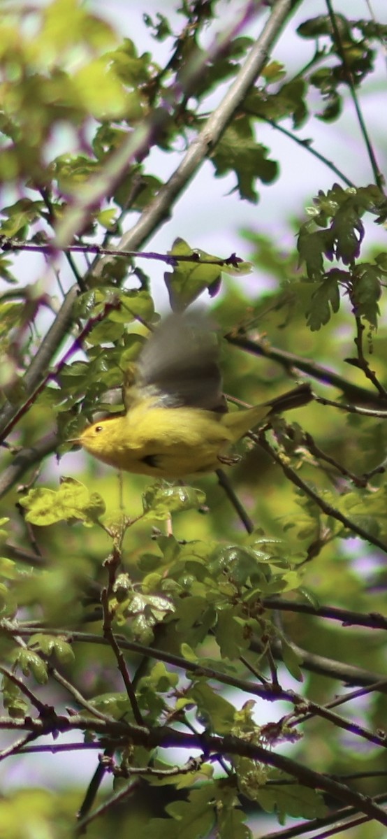 Wilson's Warbler - ML618521084