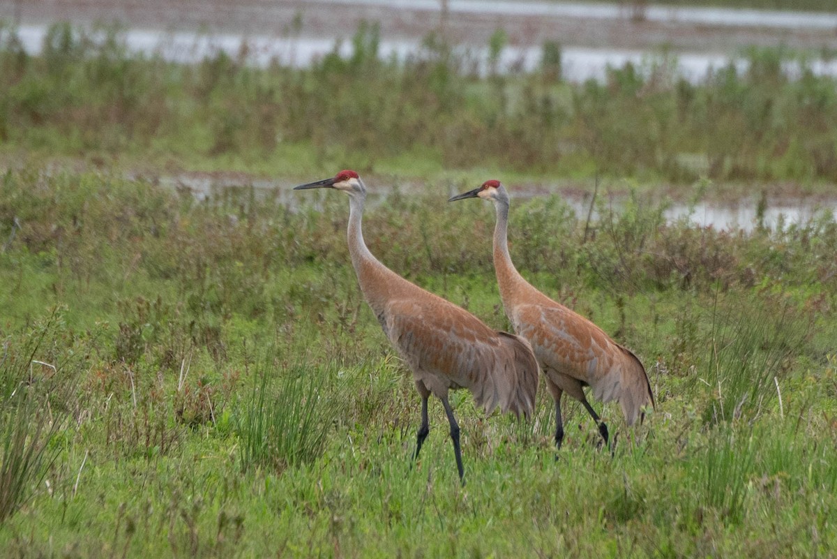 Sandhill Crane - Andrea Heine
