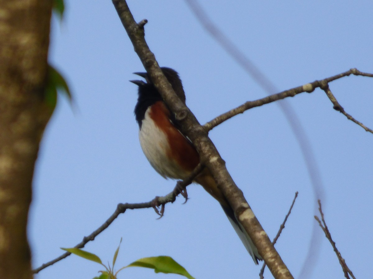 Eastern Towhee - ML618521098