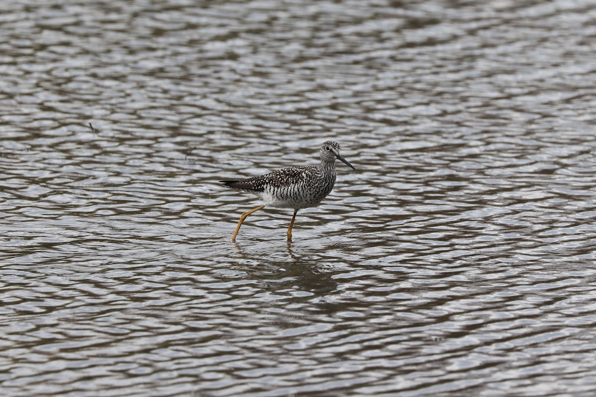 Greater Yellowlegs - ML618521115