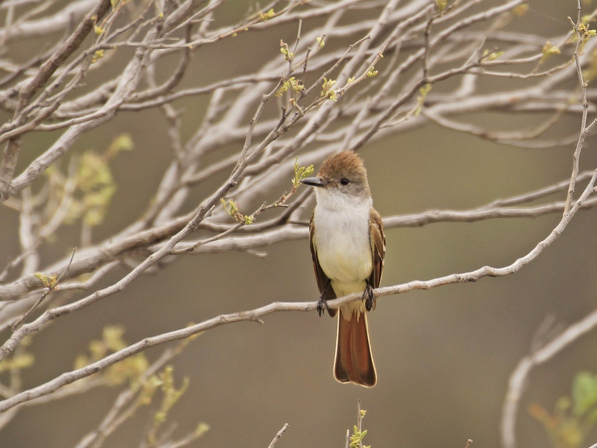 Ash-throated Flycatcher - ML618521118