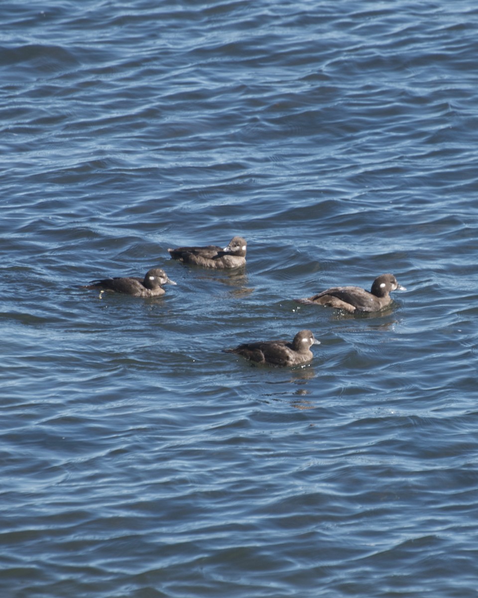 Harlequin Duck - Guillaume Charette