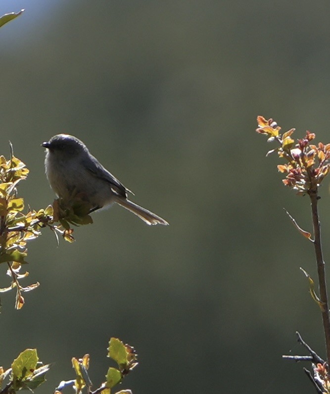 Bushtit - John Rhoades