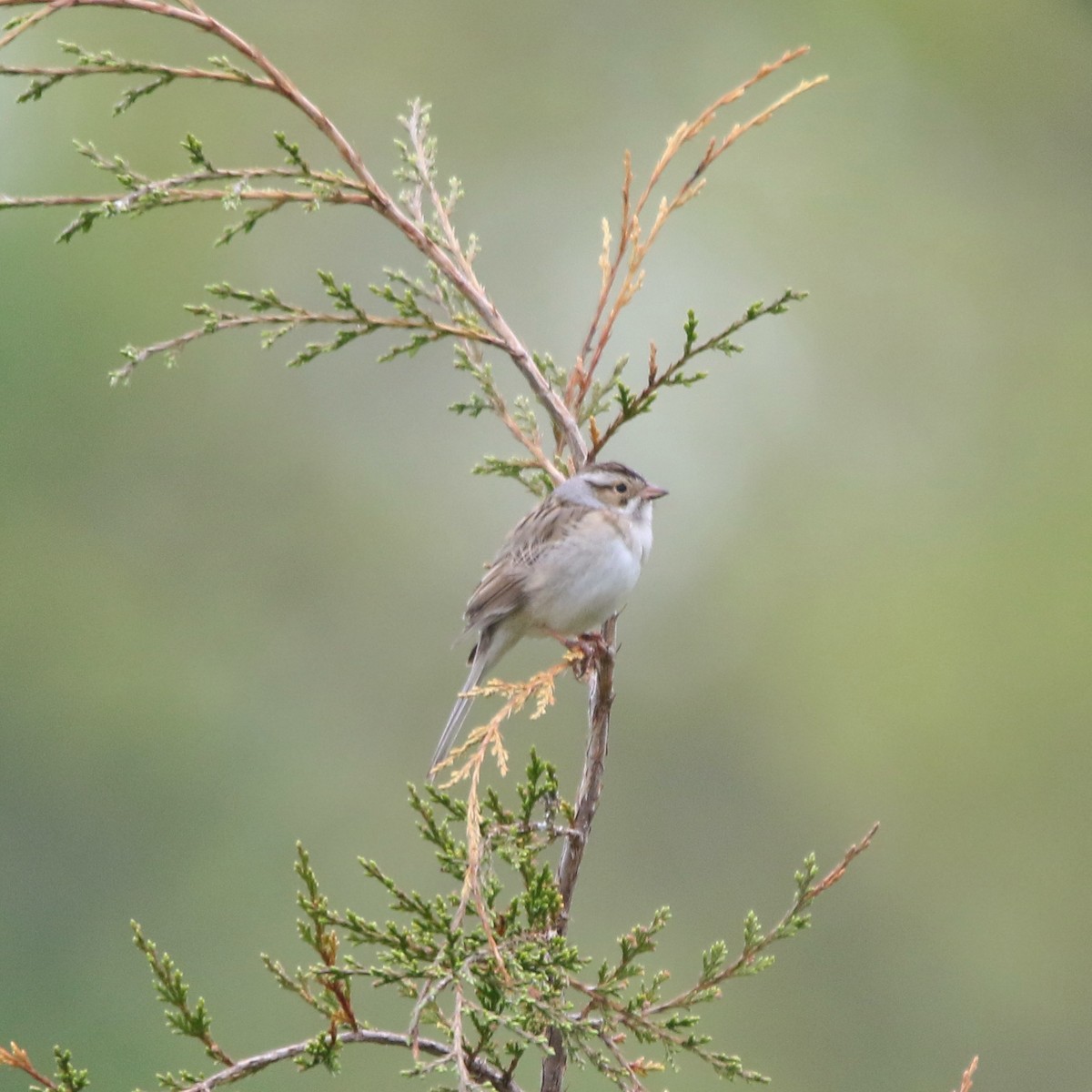 Clay-colored Sparrow - ML618521131