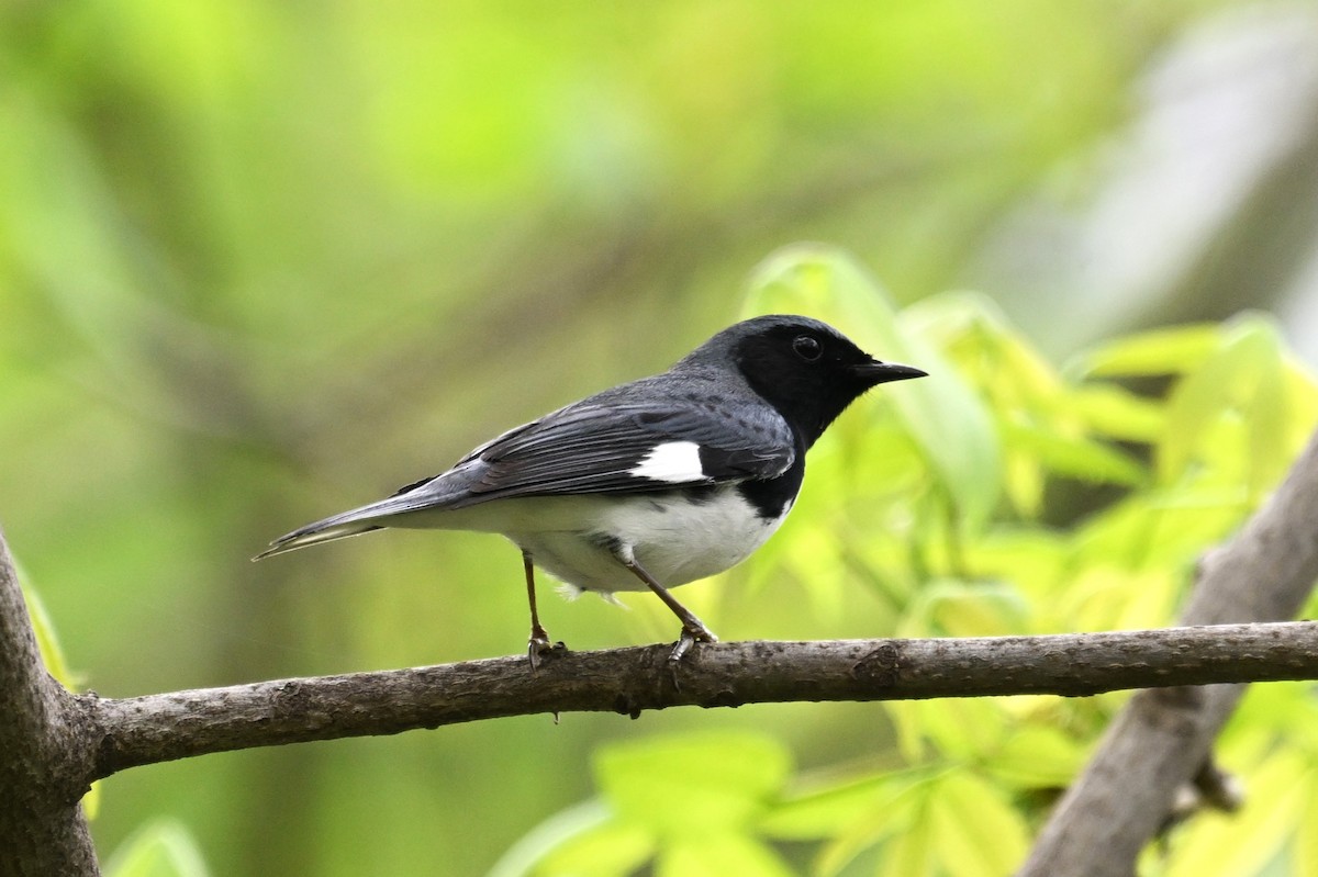 Black-throated Blue Warbler - ML618521148