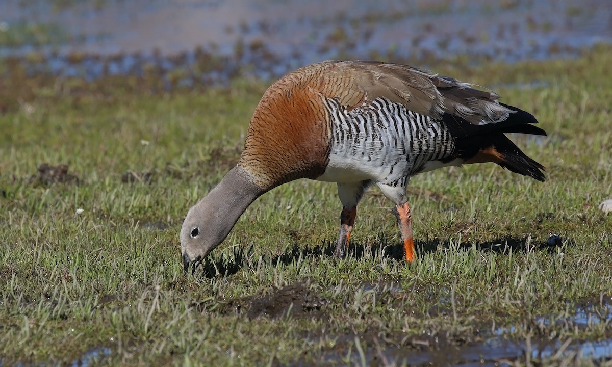 Ashy-headed Goose - Adrián Braidotti