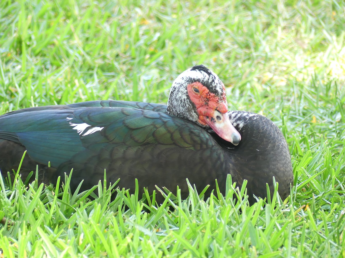 Muscovy Duck (Domestic type) - Betty Holcomb