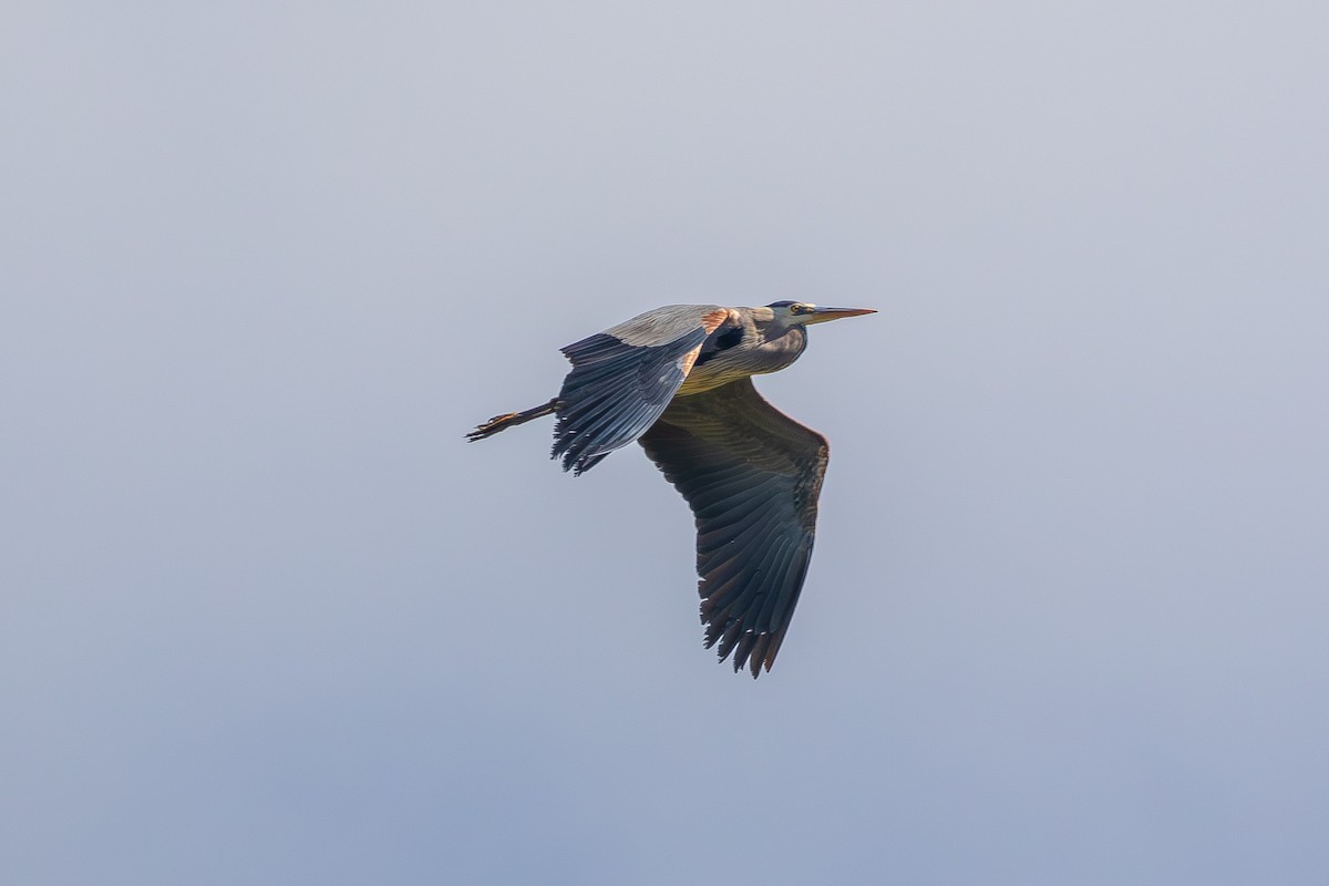 Great Blue Heron - Larry Hickey