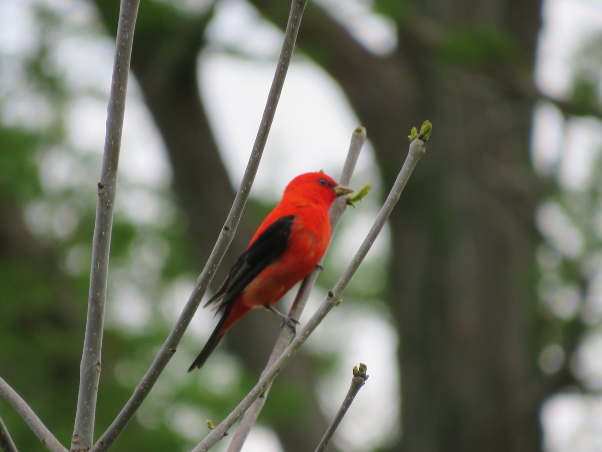 Scarlet Tanager - Rudy Iles
