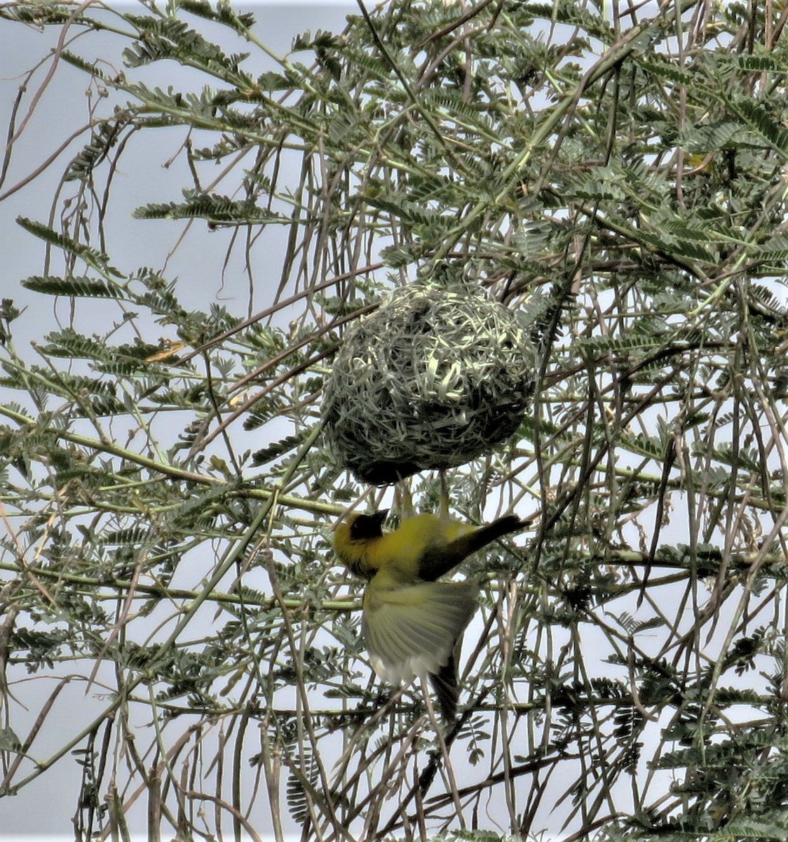 Lesser Masked-Weaver - Anonymous