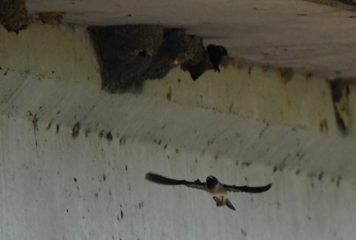 Cliff Swallow - ML618521239