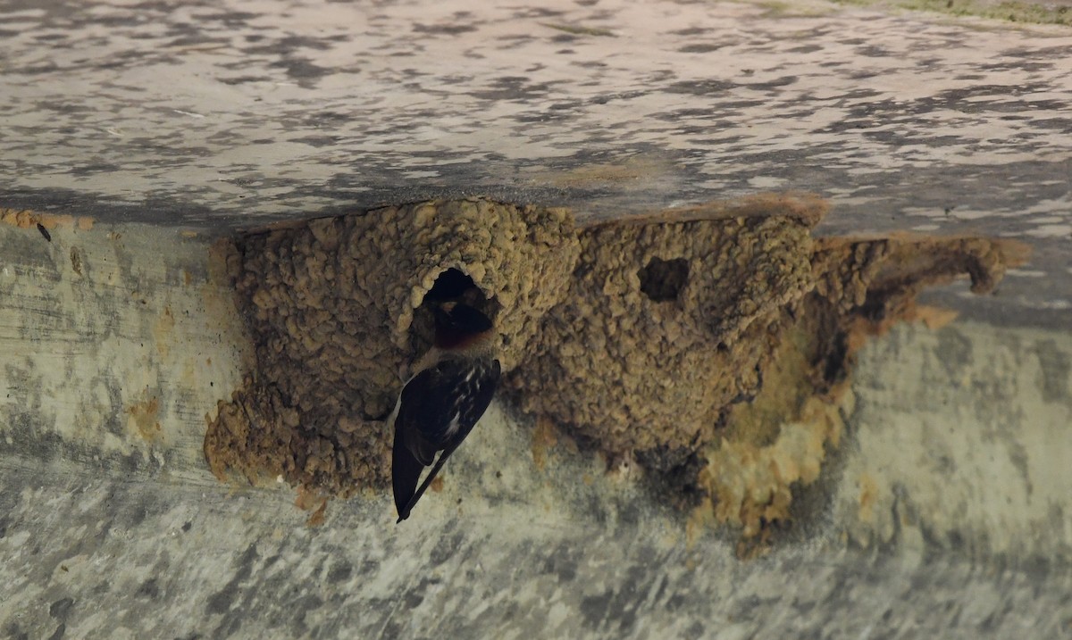 Cliff Swallow - ML618521241