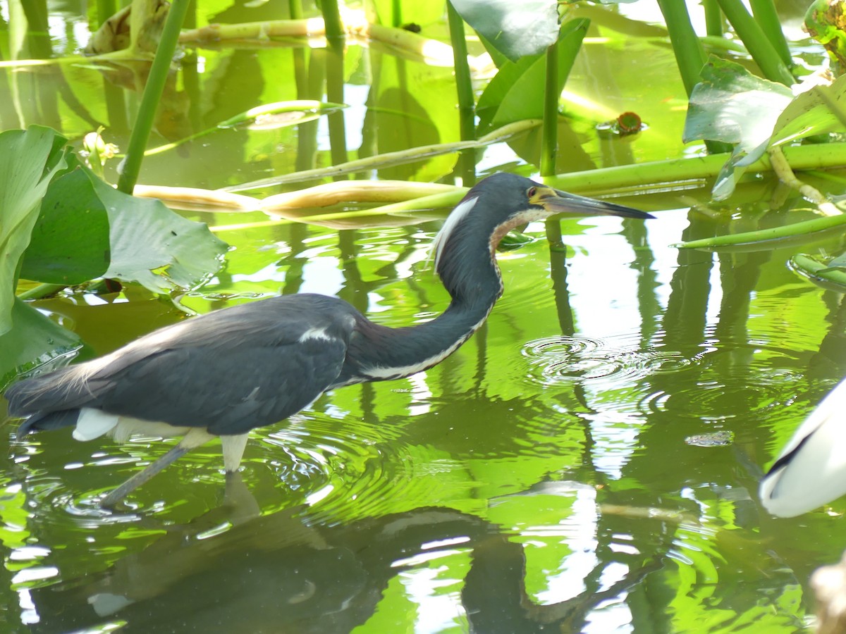 Tricolored Heron - Betty Holcomb
