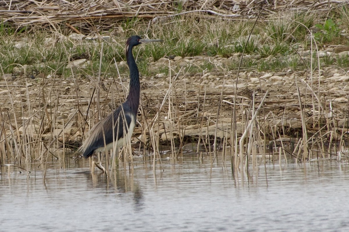 Tricolored Heron - Jerry Horak