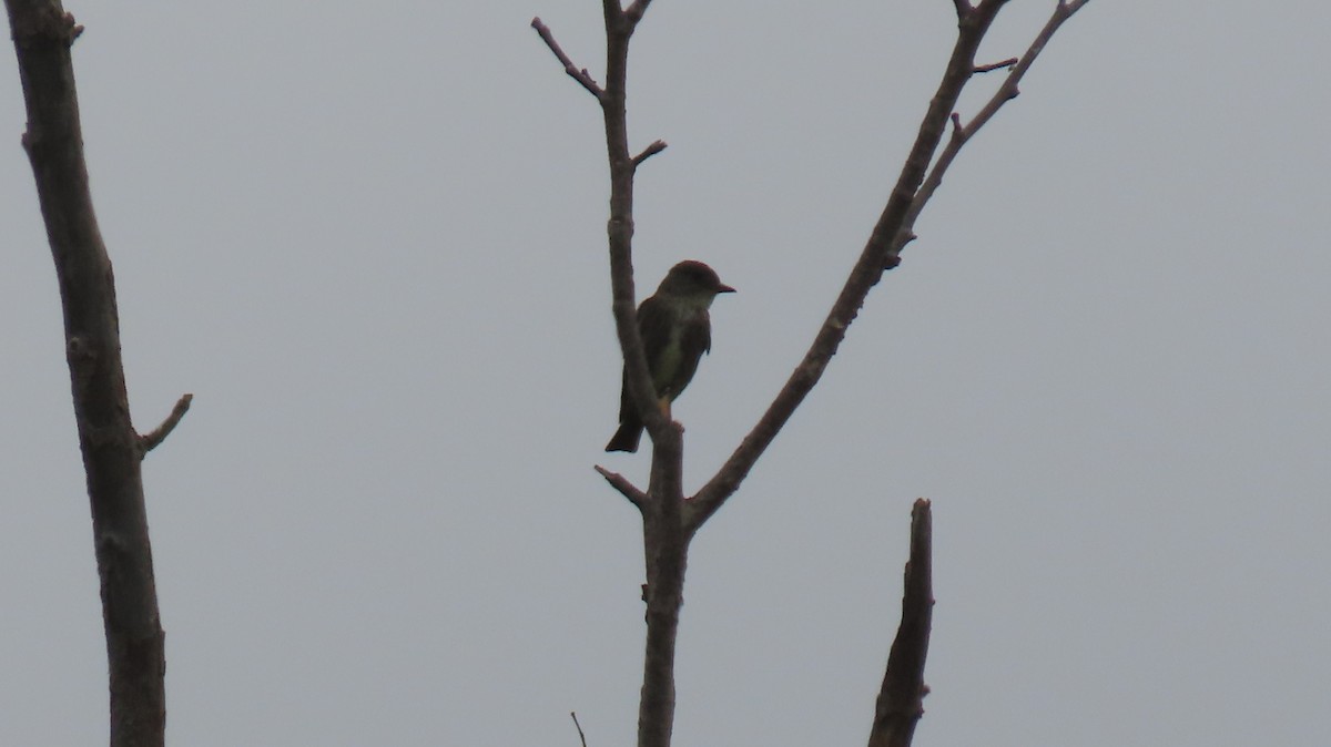 Olive-sided Flycatcher - ML618521319