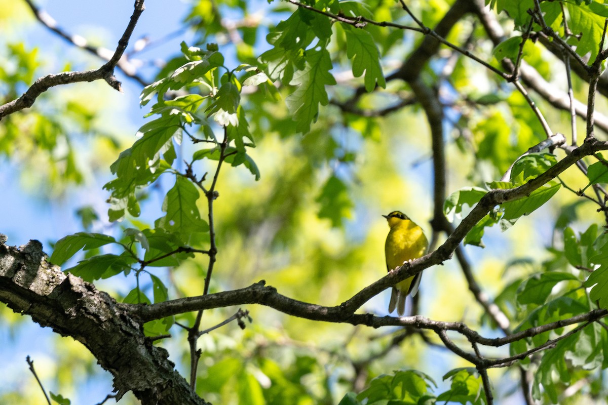 Kentucky Warbler - Suzy Deese