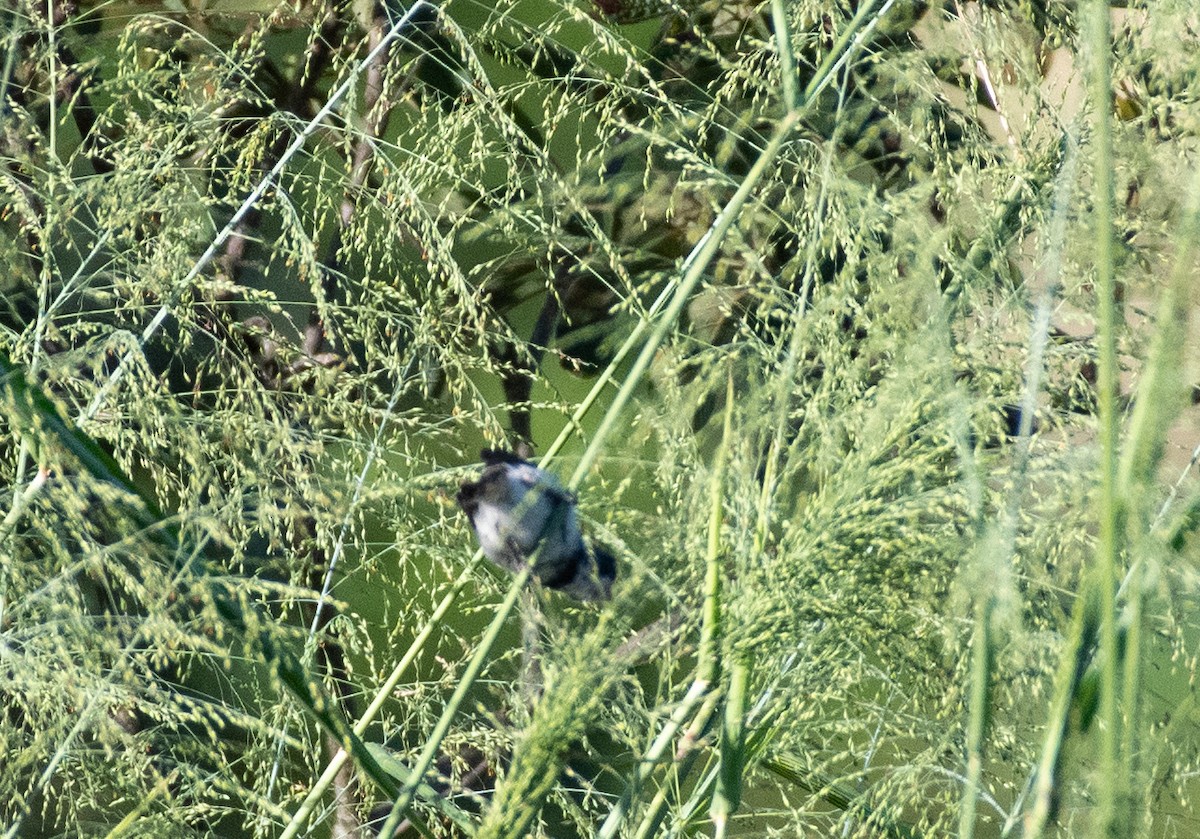 White-throated Seedeater - David Carmo