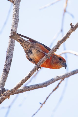 Red Crossbill - ML618521363