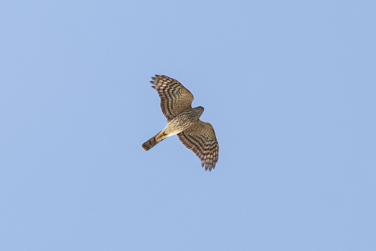 Cooper's Hawk - Elliott Ress