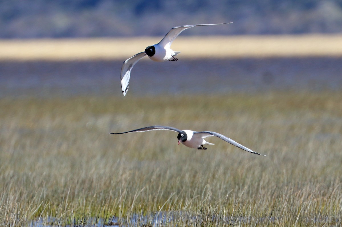 Mouette de Franklin - ML618521373