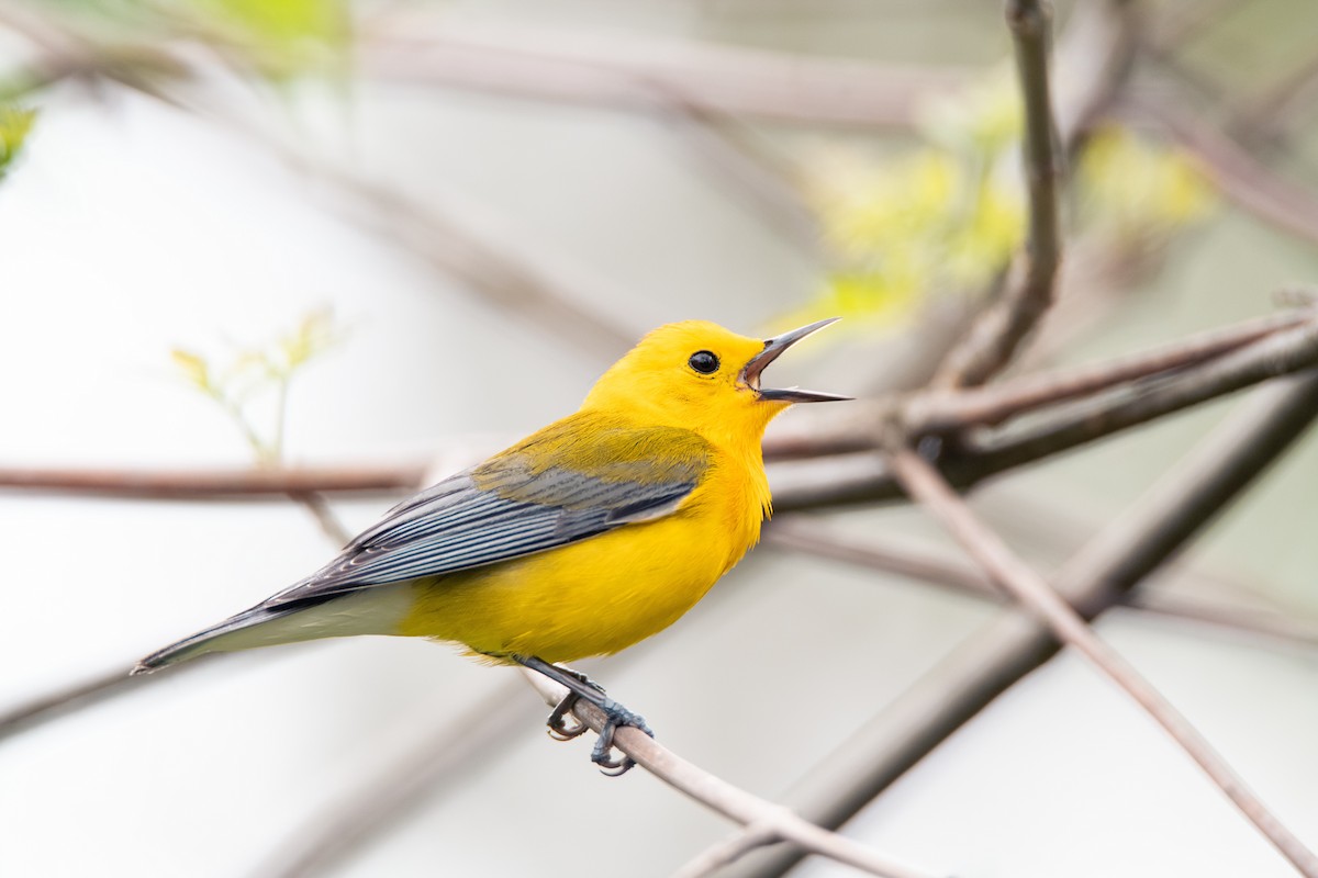 Prothonotary Warbler - ML618521381