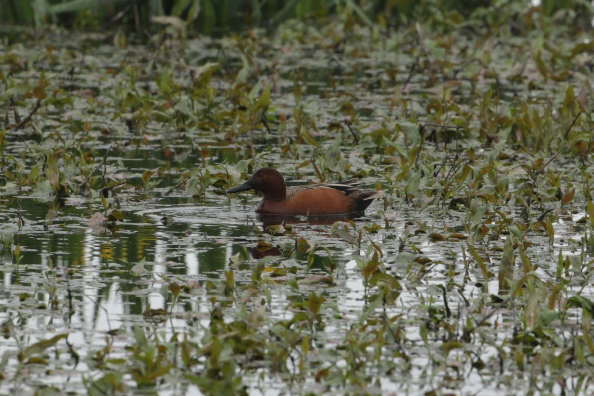 Cinnamon Teal - Samuel Hain