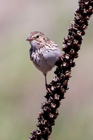 Vesper Sparrow - Gary Botello