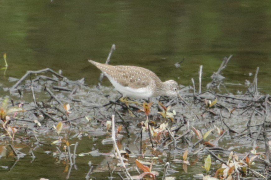 Solitary Sandpiper - ML618521436